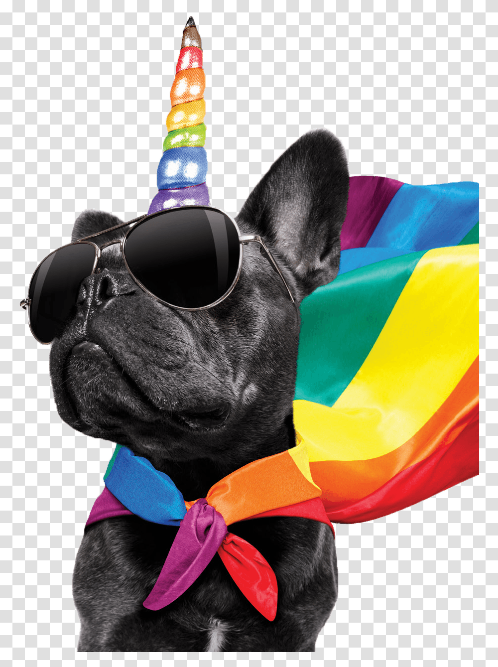 Brand Pride Mascot, Sunglasses, Accessories, Accessory, Pet Transparent Png