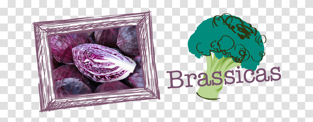 Brassicas 2 Broccoli, Plant, Food, Vegetable, Head Cabbage Transparent Png