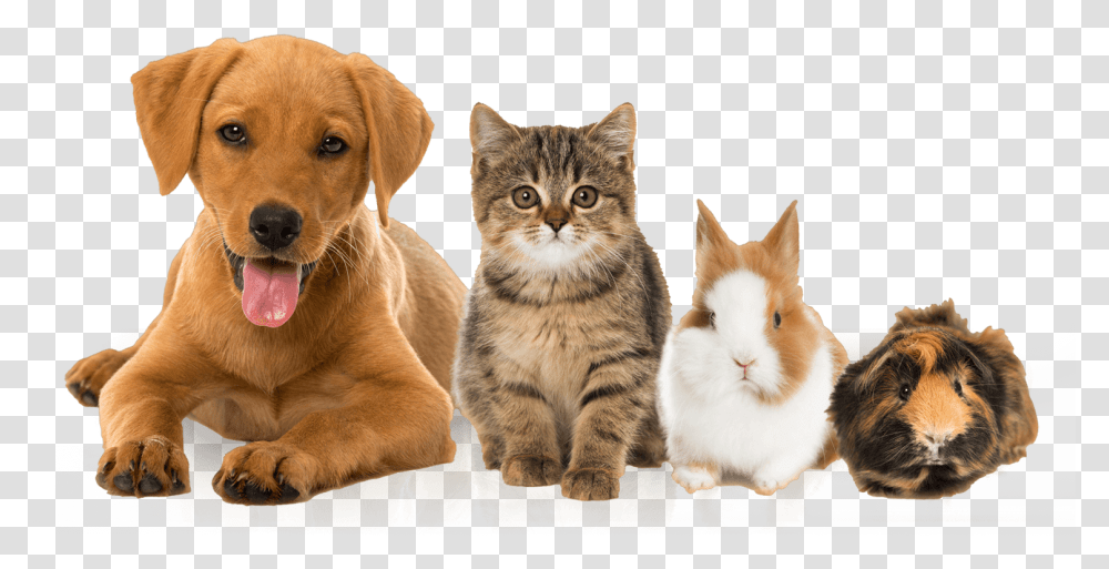 Brayvet Pets Cat Rabbit And Dog, Mammal, Animal, Canine, Manx Transparent Png