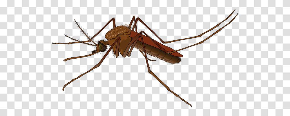 Brazil Insect, Invertebrate, Animal, Bow Transparent Png