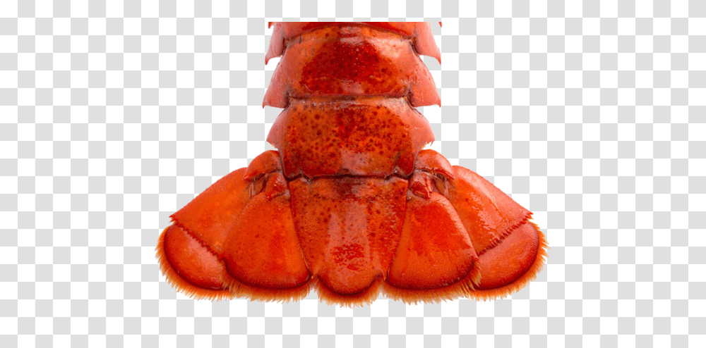 Brazil Lobster Tail Lobster Tail, Seafood, Sea Life, Animal, Fungus Transparent Png