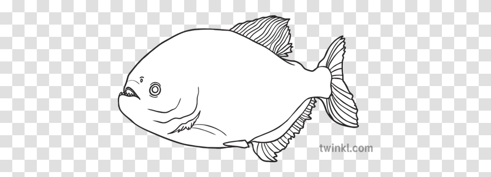 Brazil Piranha Fish Animal Ks1 Black And White Rgb, Sea Life, Mammal, Aquatic, Water Transparent Png