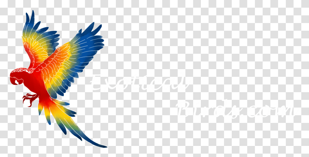 Brazilian Bird Clipart Macaw, Animal, Text, Eagle, Symbol Transparent Png