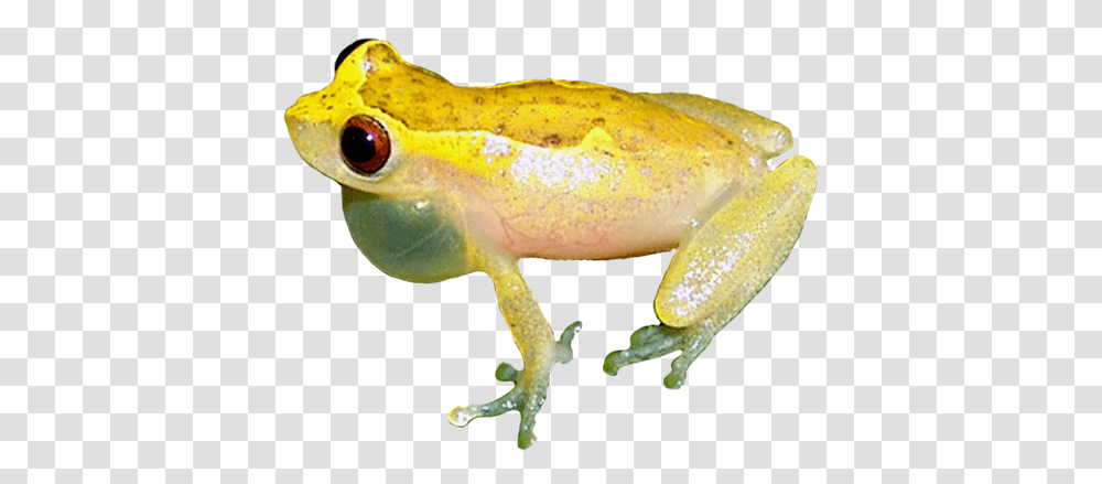 Brazilian Coastal Tree Frog Picture Brazilian Tree Frog, Amphibian, Wildlife, Animal, Fish Transparent Png