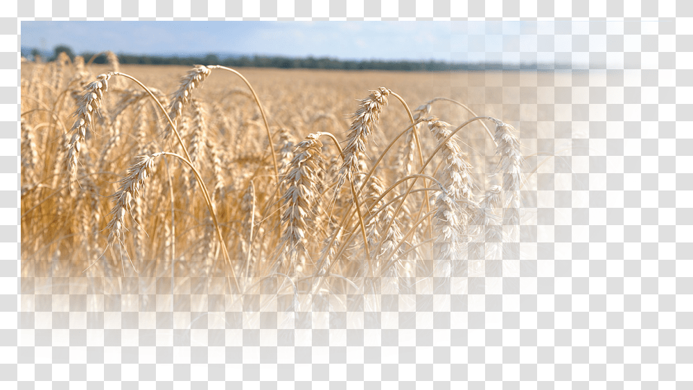 Bread Wheat Phragmites, Plant, Grain, Produce, Vegetable Transparent Png
