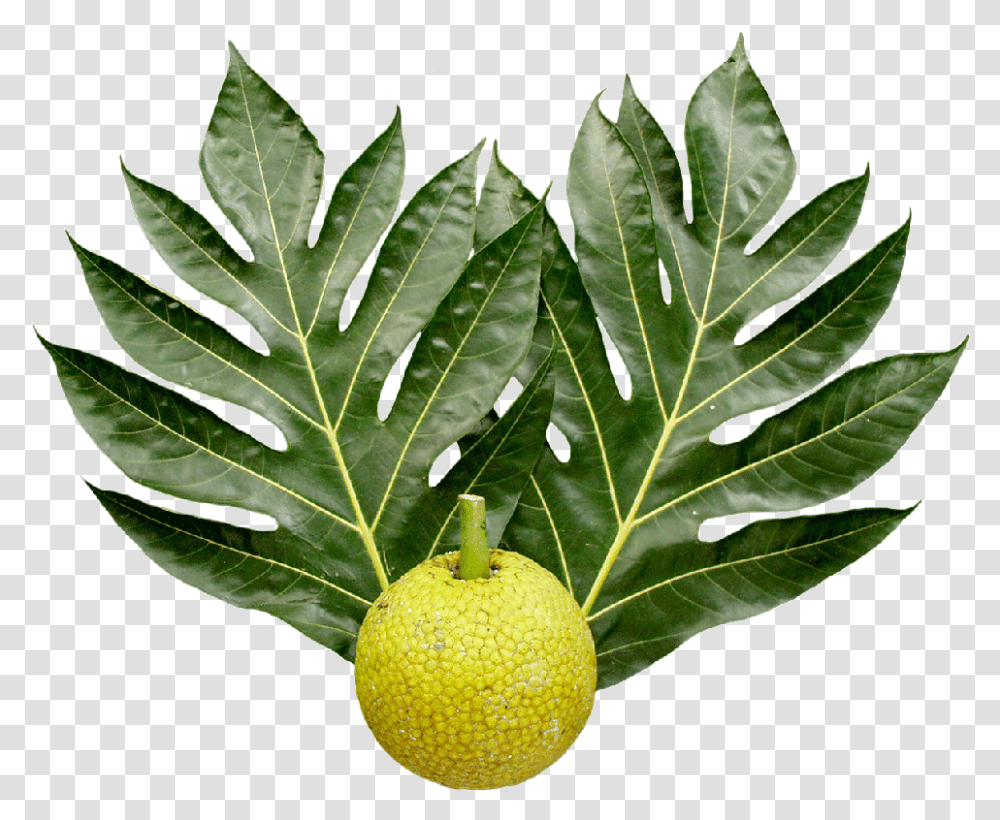 Breadfruit And Leaves Stickpng Breadfruit Tree, Leaf, Plant, Insect, Invertebrate Transparent Png