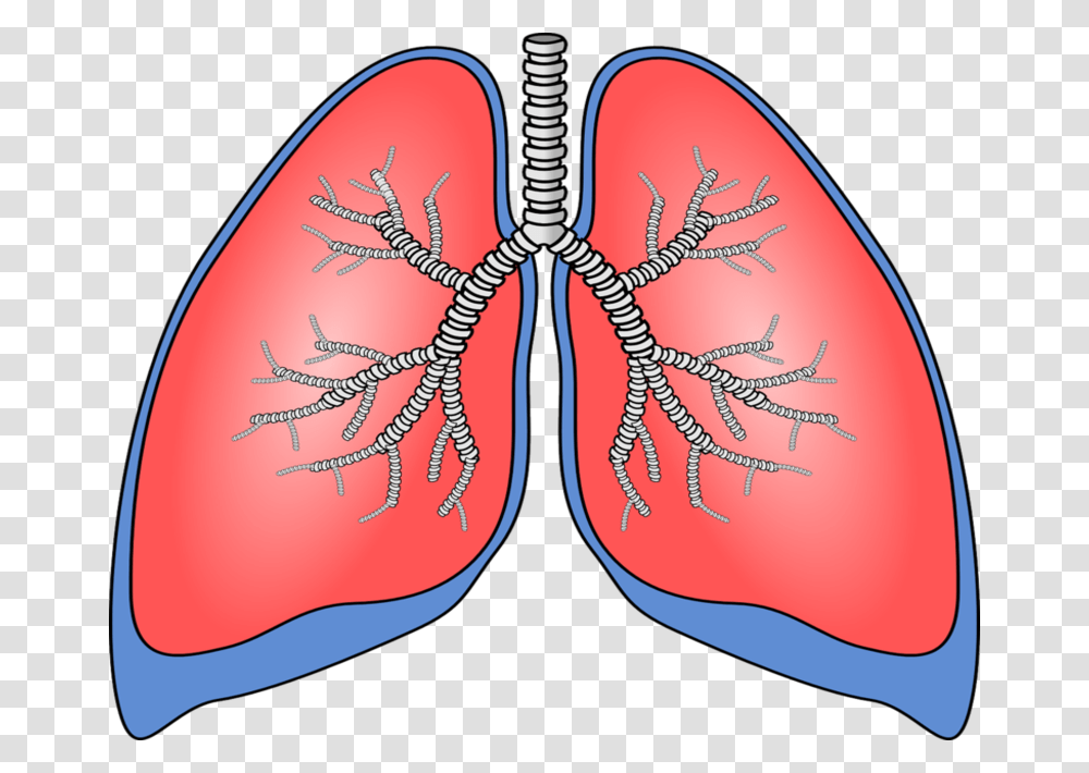 Breath Diagnostics And Mayo Clinic Partner On New Lung Lung Clipart, Plant, X-Ray, Ct Scan, Pattern Transparent Png