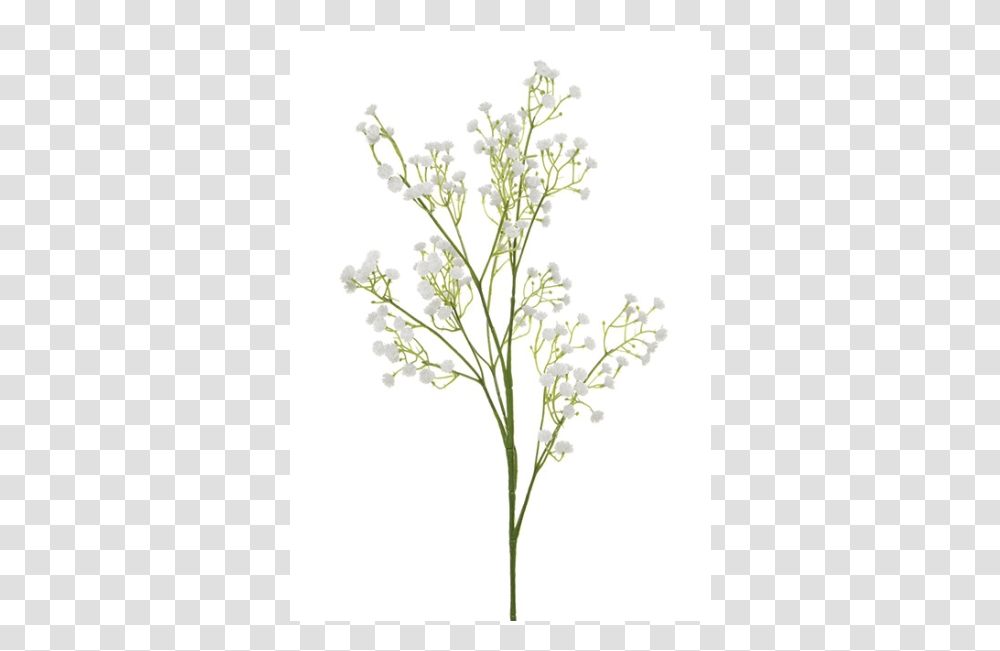 Breath Single Stem, Plant, Flower, Apiaceae, Flower Arrangement Transparent Png