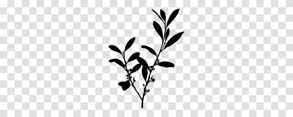 Breckland Thyme Botany Garden Thyme Herb, Gray, World Of Warcraft Transparent Png
