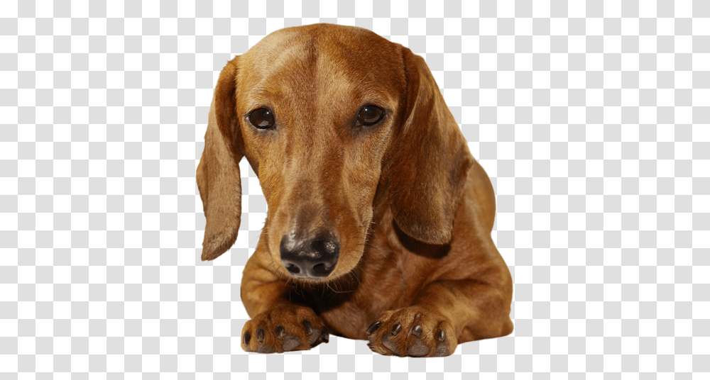 Breed Dogs V Dachshund, Pet, Canine, Animal, Mammal Transparent Png