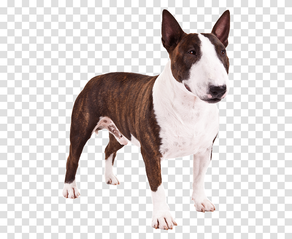Breedold English Terrierbull Terrier Bull And Terriercarnivorebull Mini Bull Terrier, Dog, Pet, Canine, Animal Transparent Png