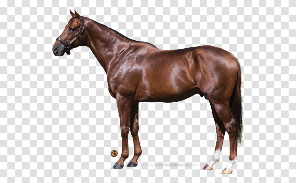 Breyer Vicki Wilson's Kentucky, Horse, Mammal, Animal, Colt Horse Transparent Png