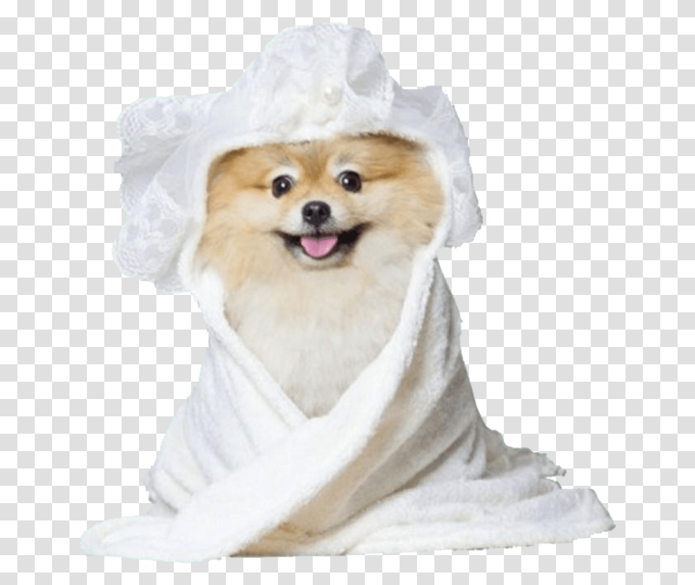 Bridal Shower Moshiqa Shower Dog, Pet, Animal, Puppy, Canine Transparent Png