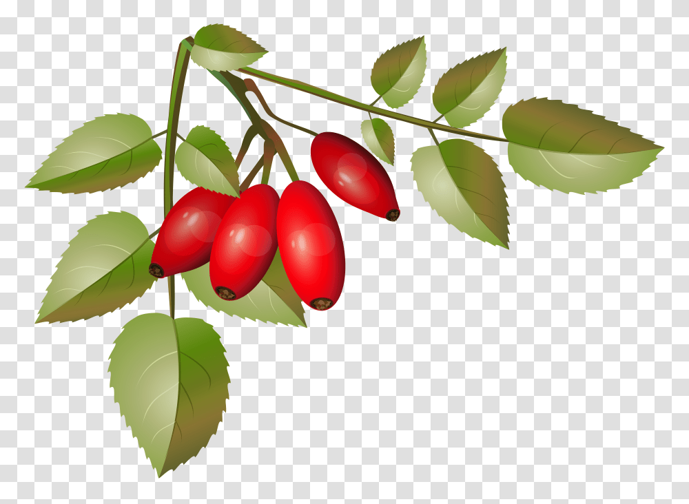 Brier Bush With Ripe Fruits Branch Clip Gallery Transparent Png