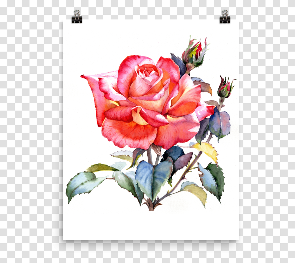 Bright And Floral Rose Watercolour Print Matte Poster Rose Watercolour, Plant, Flower, Blossom, Floral Design Transparent Png