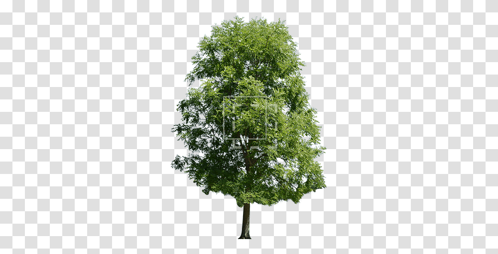 Bright Green Maple Tree Non Flowering Plants Pine Tree, Vegetation, Oak, Grove, Woodland Transparent Png
