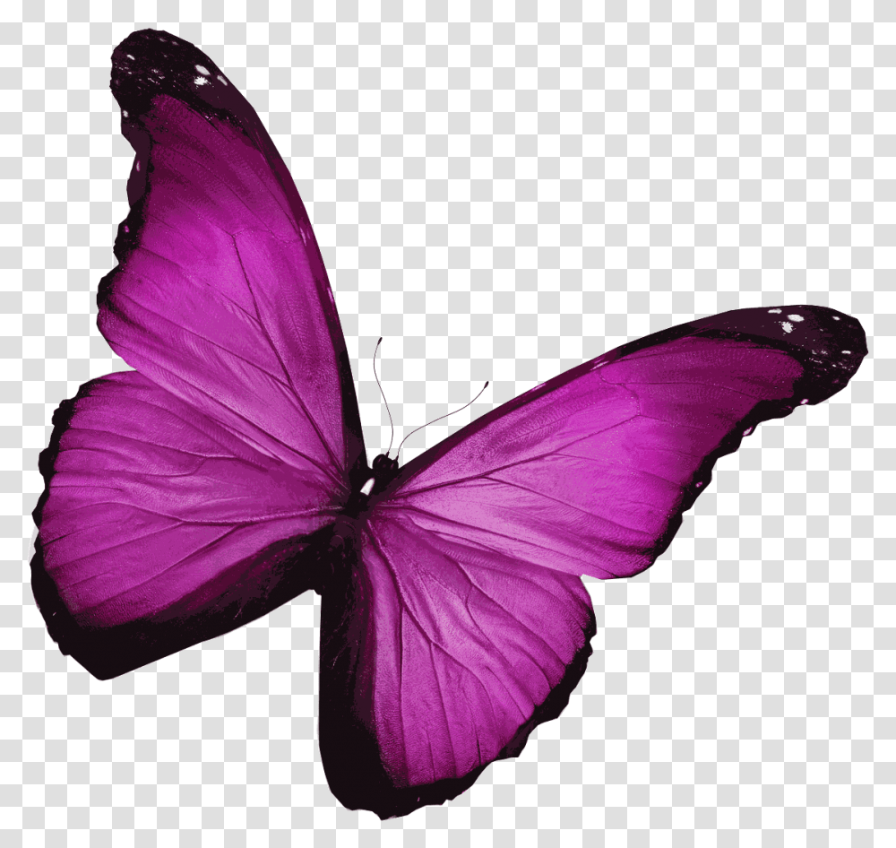 Bright Pink Butterfly Uk, Purple, Geranium, Flower, Plant Transparent Png