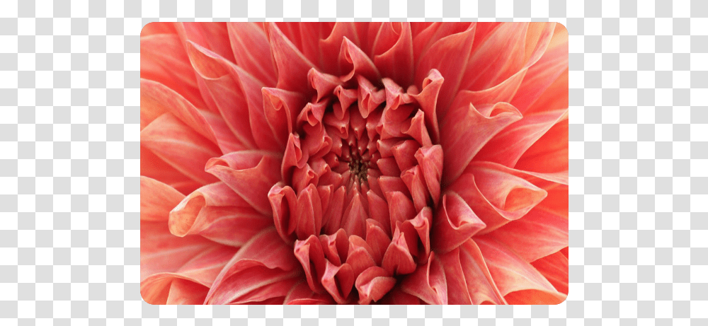 Bright Red Dahlia Flower Doormat, Plant, Blossom, Rose, Petal Transparent Png
