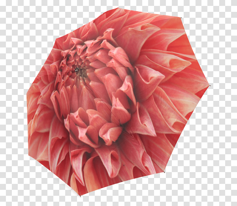 Bright Red Dahlia Flower Foldable Umbrella, Plant, Floral Design, Pattern Transparent Png