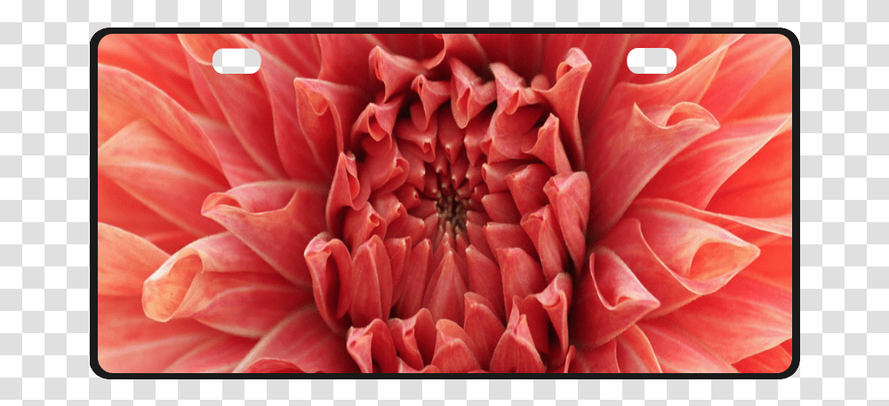 Bright Red Dahlia Flower License Plate Dahlia, Plant, Blossom, Petal, Rose Transparent Png