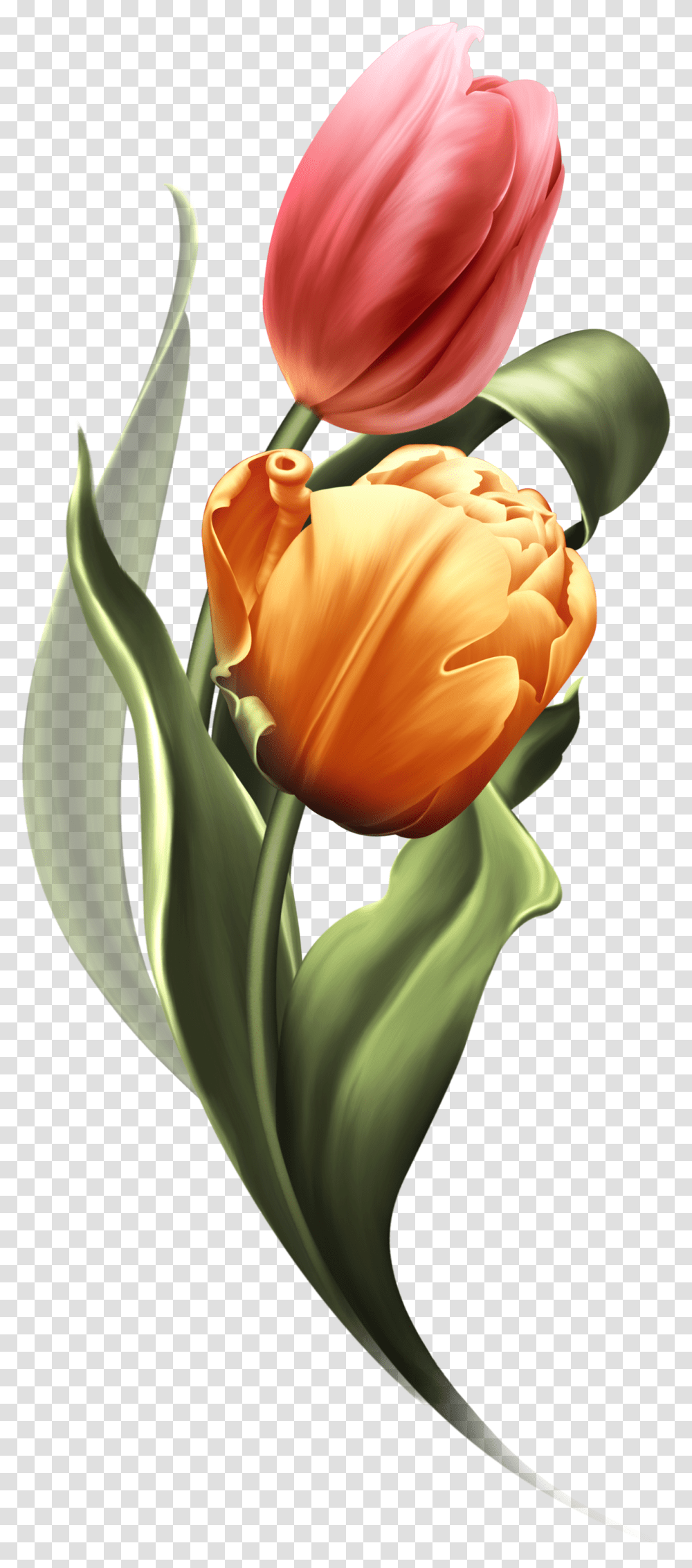Bring Me Tulips Bring It On Tulips Tulips Flowers, Plant, Blossom, Petal Transparent Png