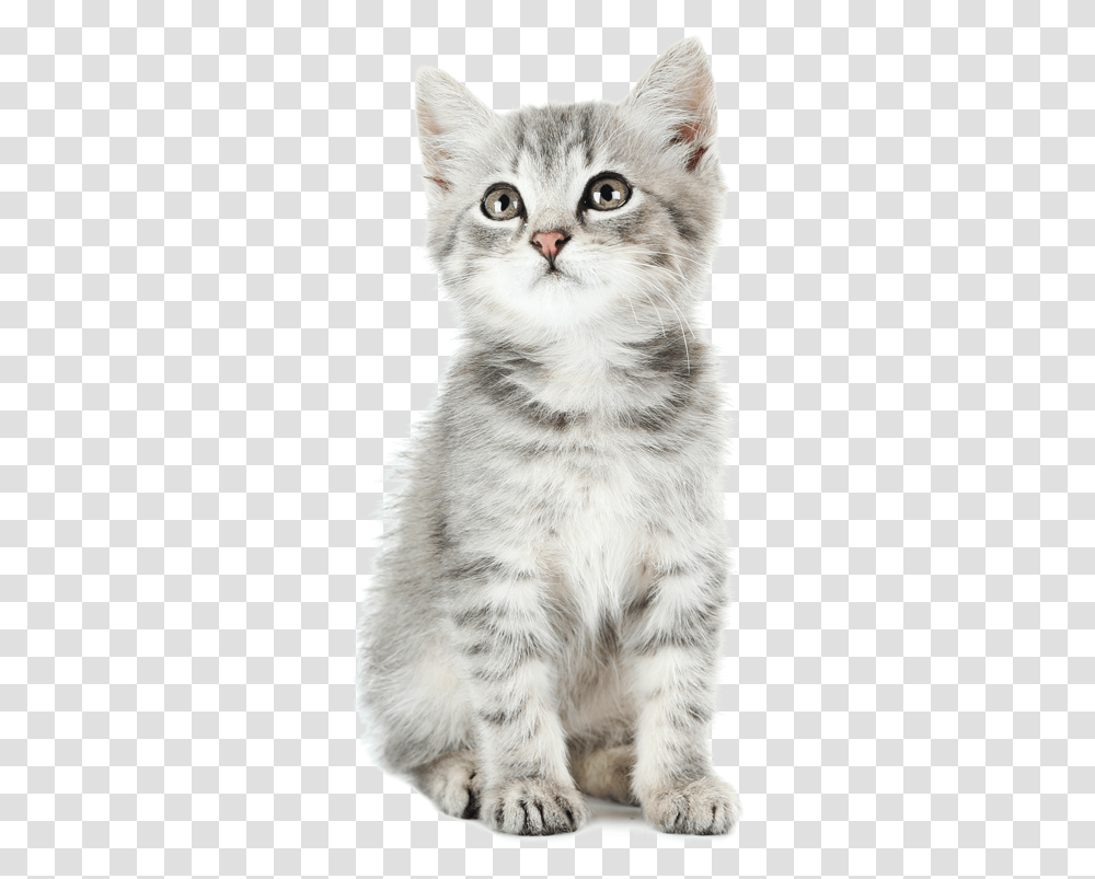 British Longhair, Cat, Pet, Mammal, Animal Transparent Png