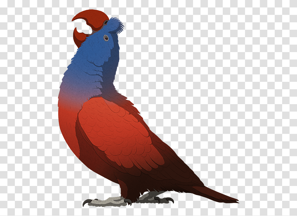Broad Billed Parrot, Bird, Animal, Cockatoo, Beak Transparent Png