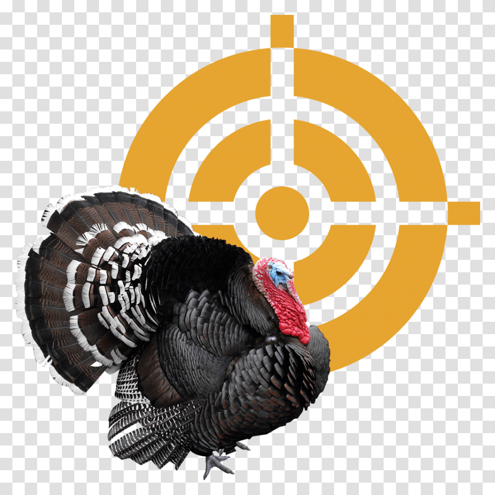 Broad Breasted Black Turkey, Turkey Bird, Poultry, Fowl, Animal Transparent Png