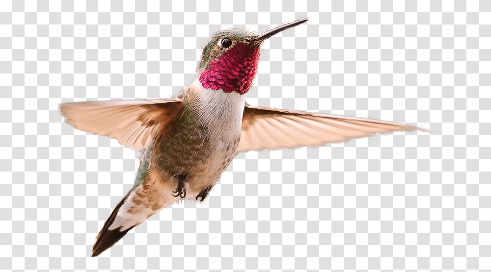Broad Tailed Hummingbird Hummingbird Background, Animal, Bee Eater Transparent Png