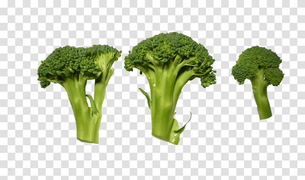 Broccoli Food, Plant, Vegetable Transparent Png