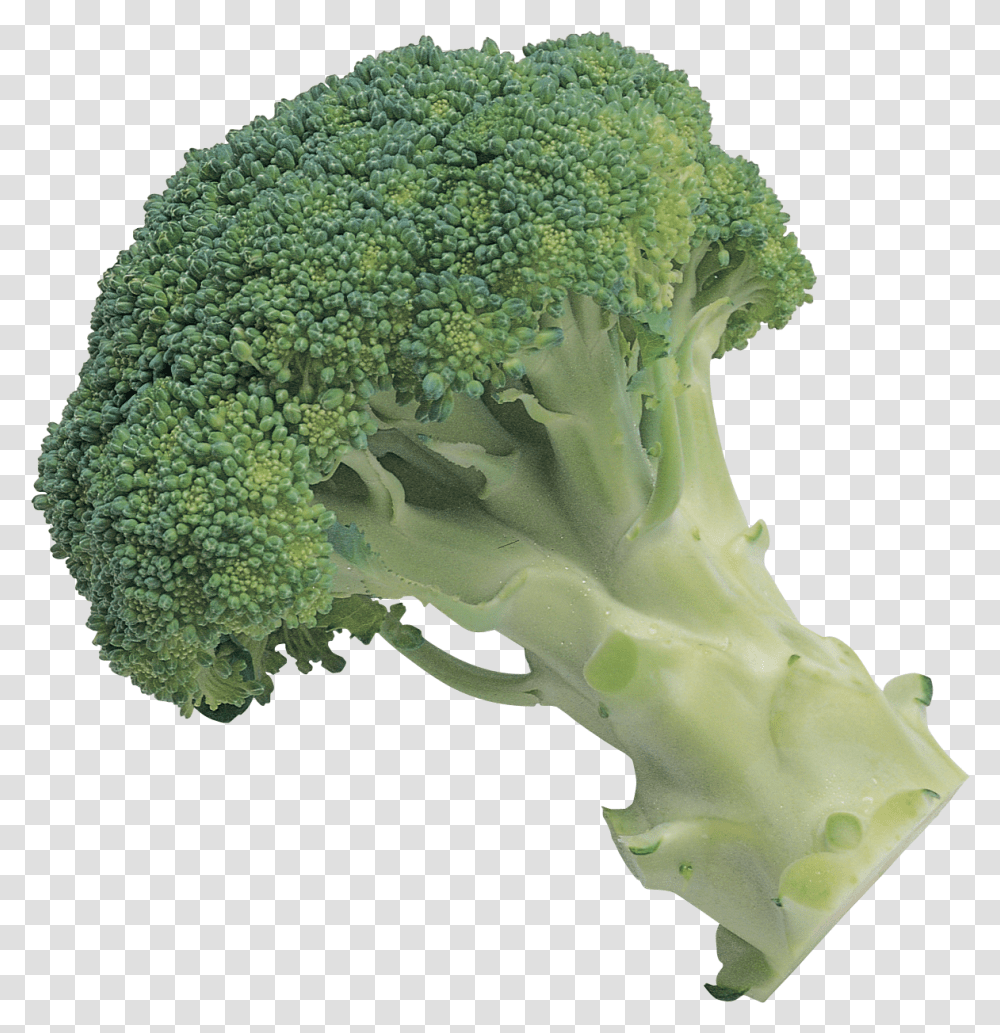Broccoli Broccoli Background, Plant, Vegetable, Food Transparent Png