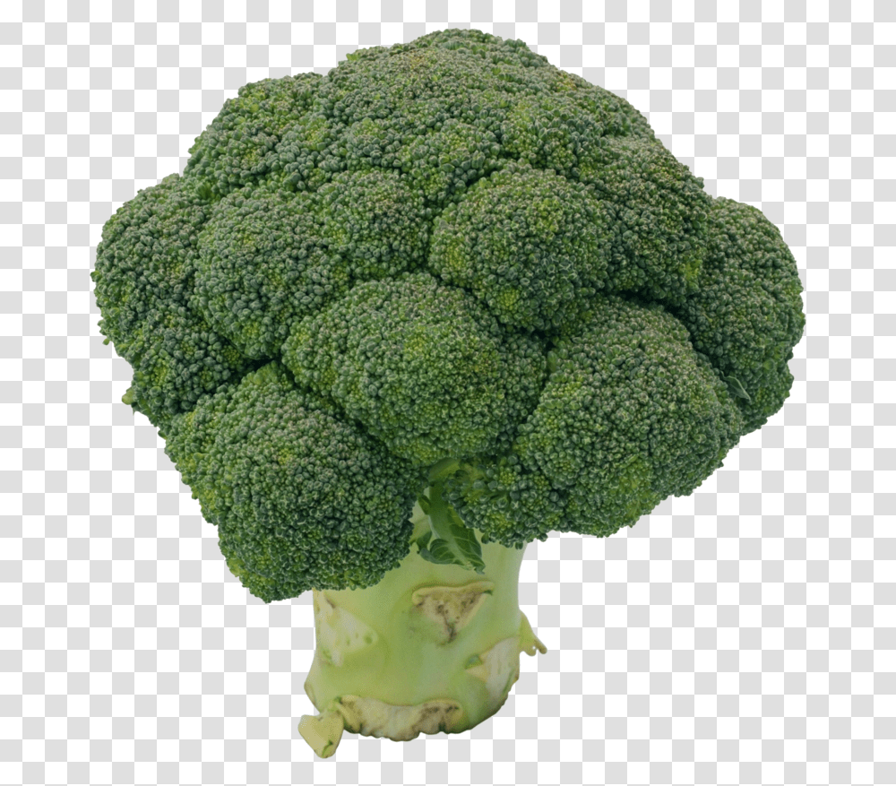 Broccoli Broccoli, Plant, Vegetable, Food Transparent Png