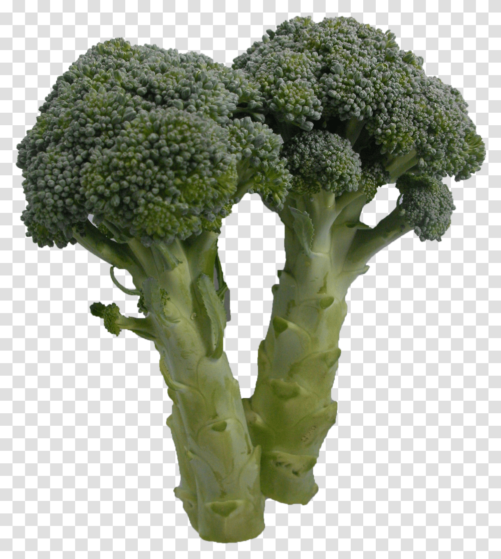 Broccoli Broccoli Transparent Png