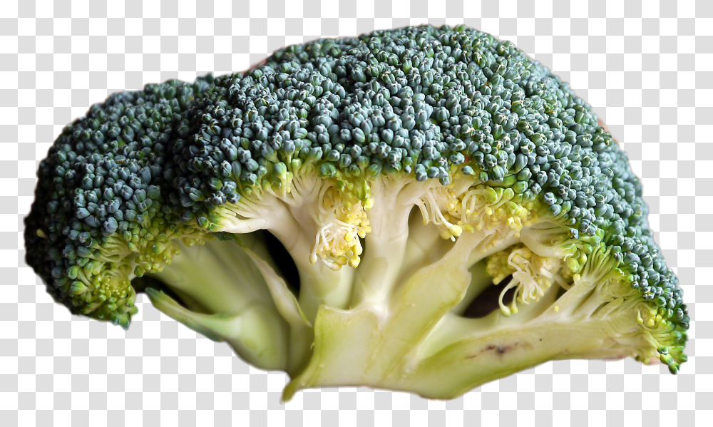 Broccoli Does Bad Broccoli Look Like Transparent Png