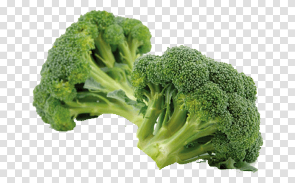 Broccoli Eating Vegetable Sulforaphane Chinese Cabbage Information Of Broccoli, Plant, Food Transparent Png