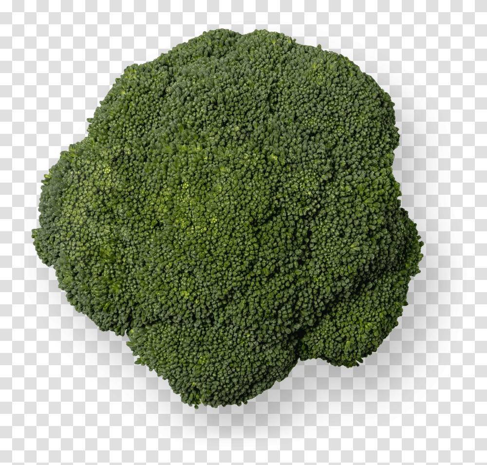 Broccoli Grupo Lucas Moss, Plant, Vegetable, Food, Rug Transparent Png