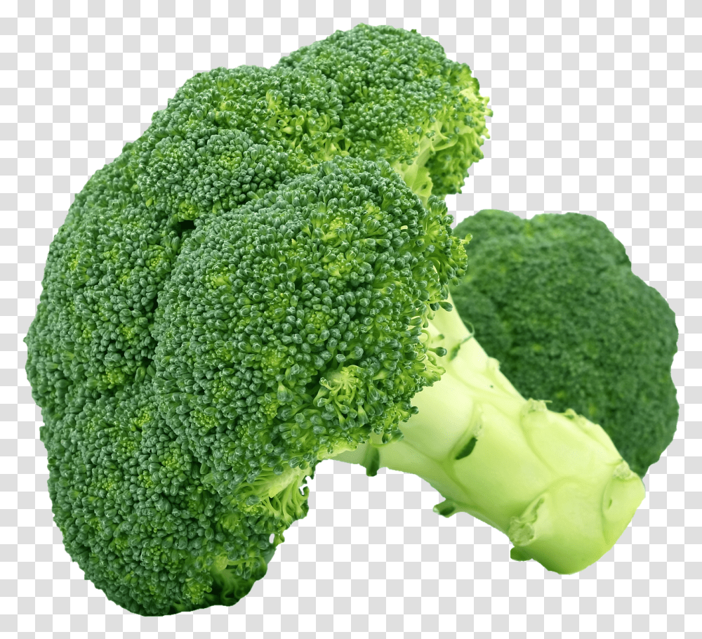 Broccoli Hd, Plant, Vegetable, Food Transparent Png
