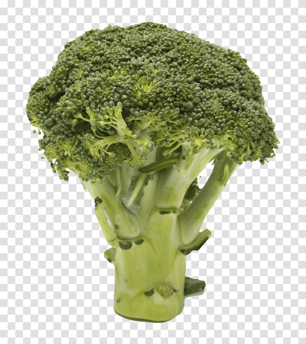 Broccoli Image, Vegetable, Plant, Food Transparent Png