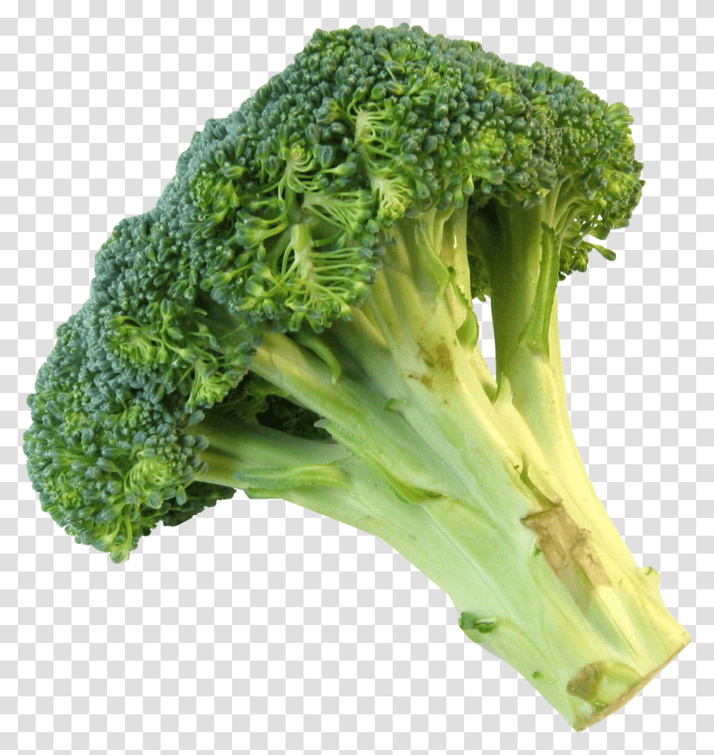 Broccoli Images Free Broccoli, Vegetable, Plant, Food, Insect Transparent Png
