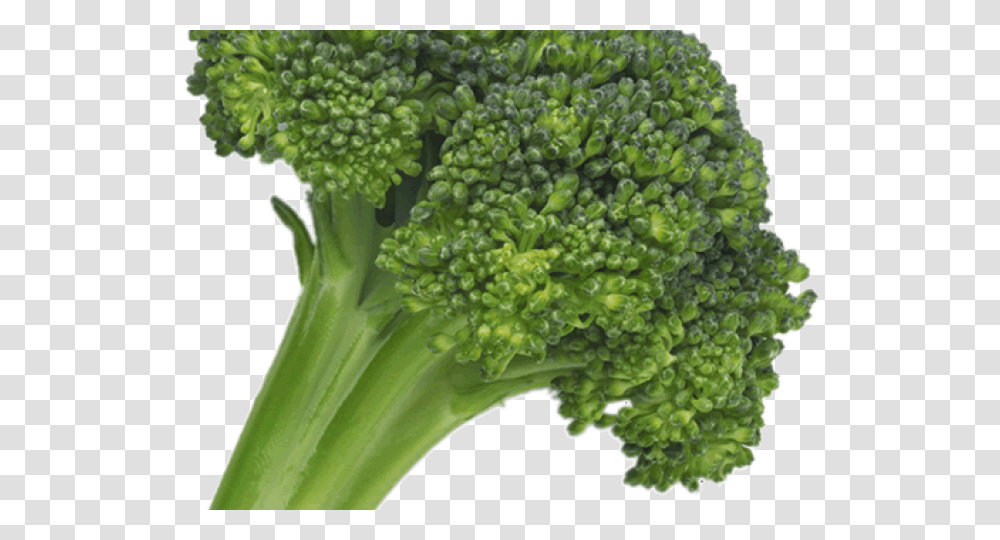 Broccoli Images Hyperdimension Neptunia Broccoli Ripoff, Plant, Vegetable, Food Transparent Png