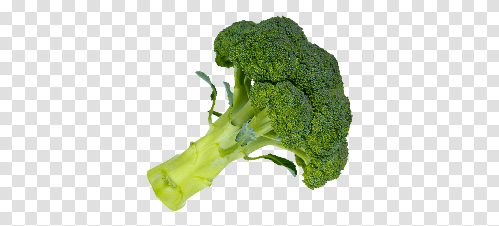 Broccoli Picture Broccoli, Vegetable, Plant, Food Transparent Png
