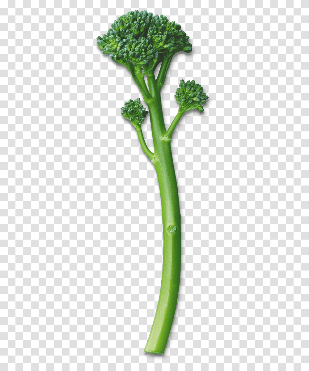 Broccoli, Plant, Vegetable, Food, Green Transparent Png