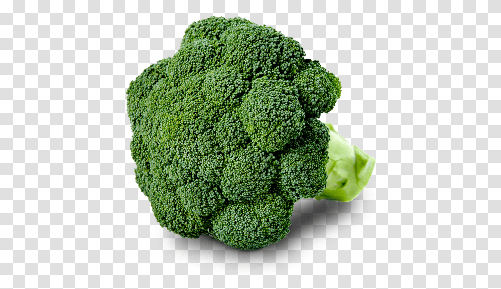 Broccoli, Plant, Vegetable, Food, Rug Transparent Png