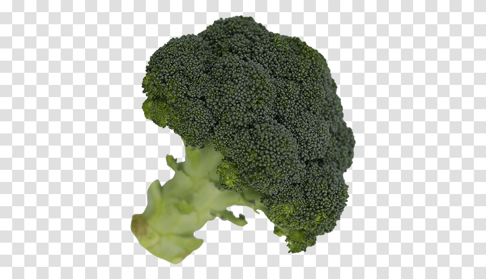 Broccoli Superfood, Plant, Vegetable Transparent Png