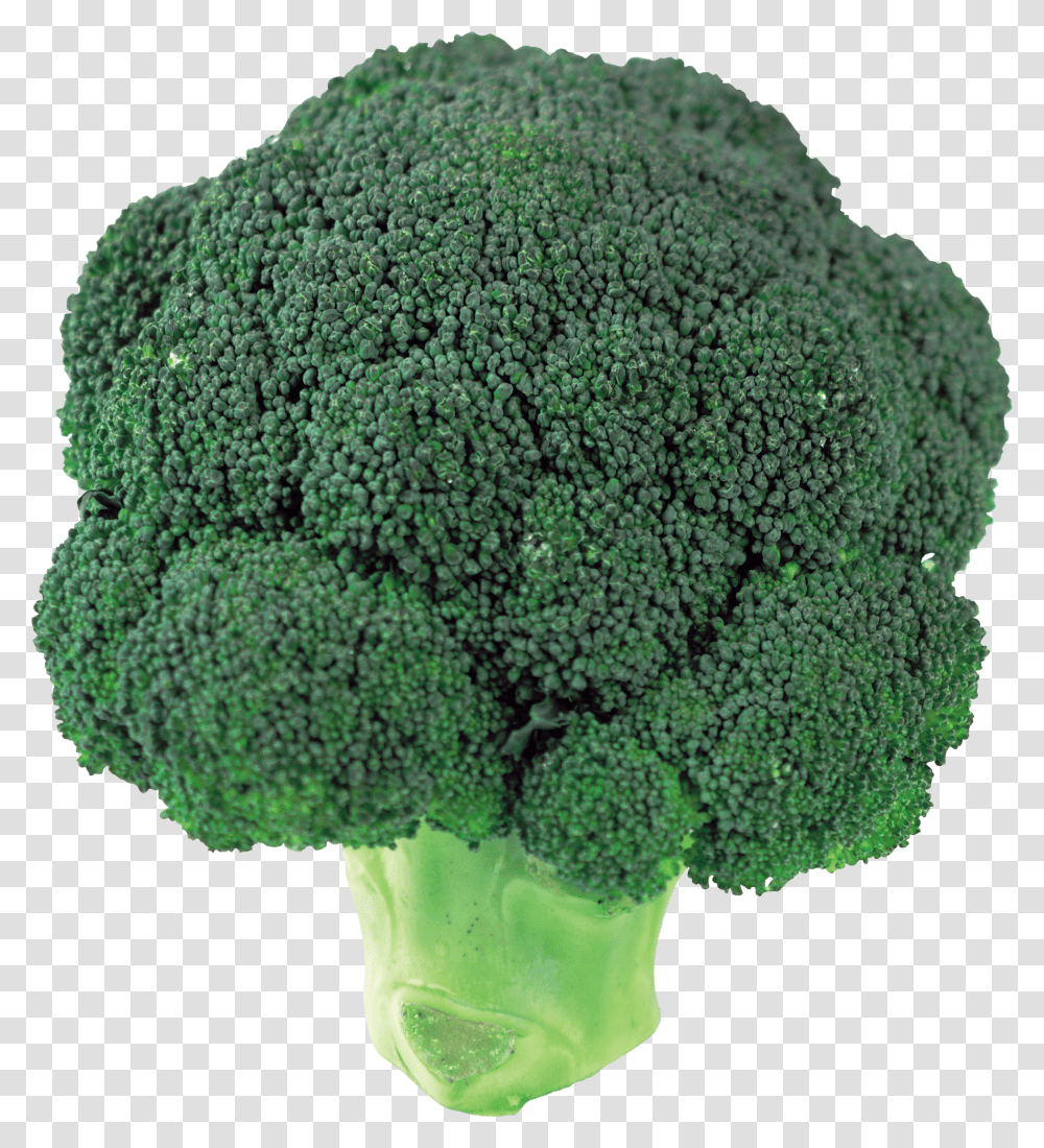 Broccoli Transparent Png
