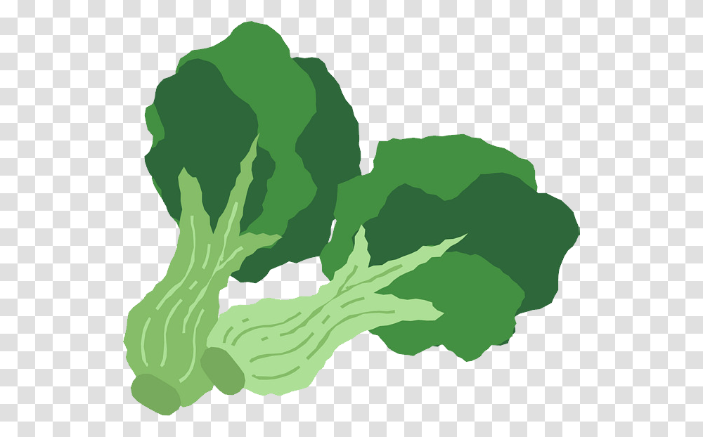 Broccoli, Vegetable, Plant, Food, Cabbage Transparent Png