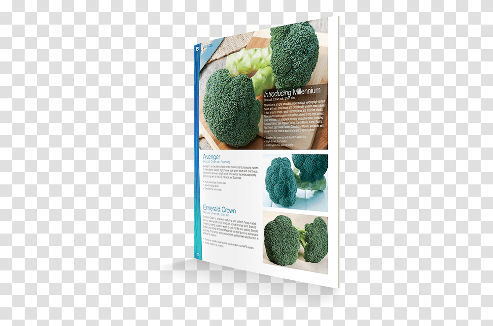 Broccoli, Vegetable, Plant, Food, Flyer Transparent Png