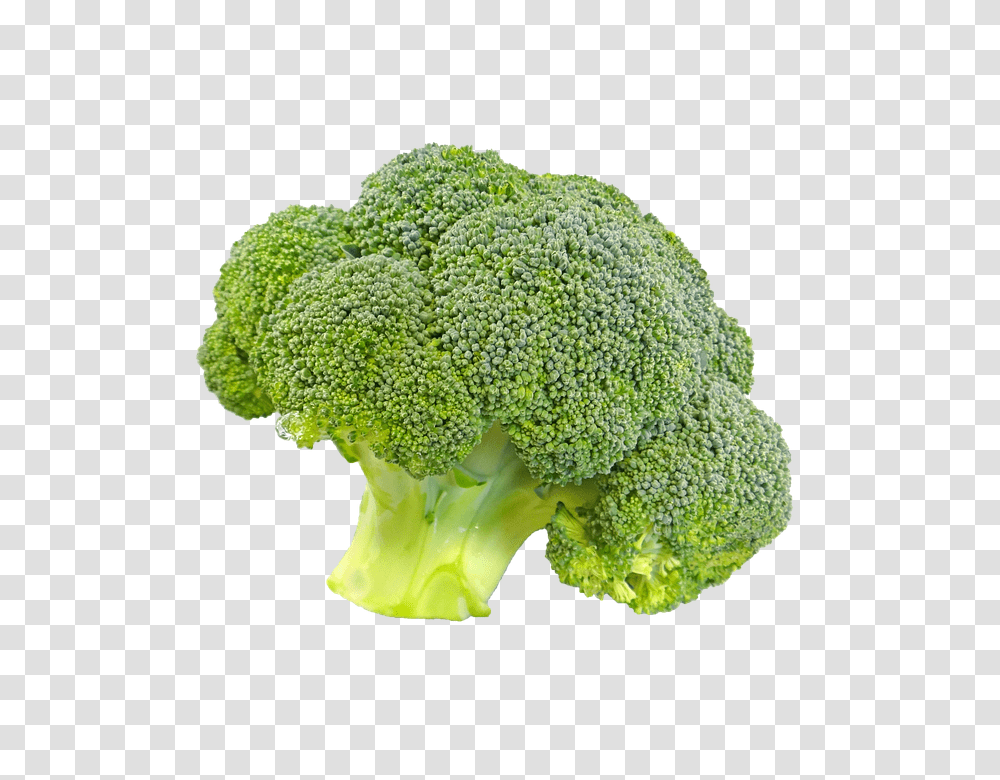 Broccoli, Vegetable, Plant, Food, Fungus Transparent Png