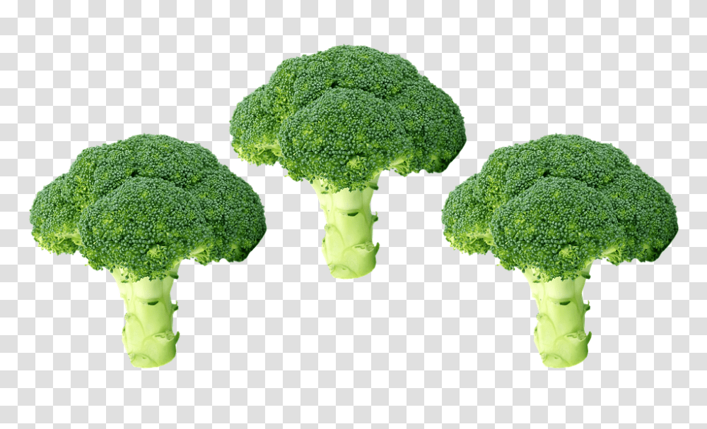 Broccoli, Vegetable, Plant, Food, Fungus Transparent Png