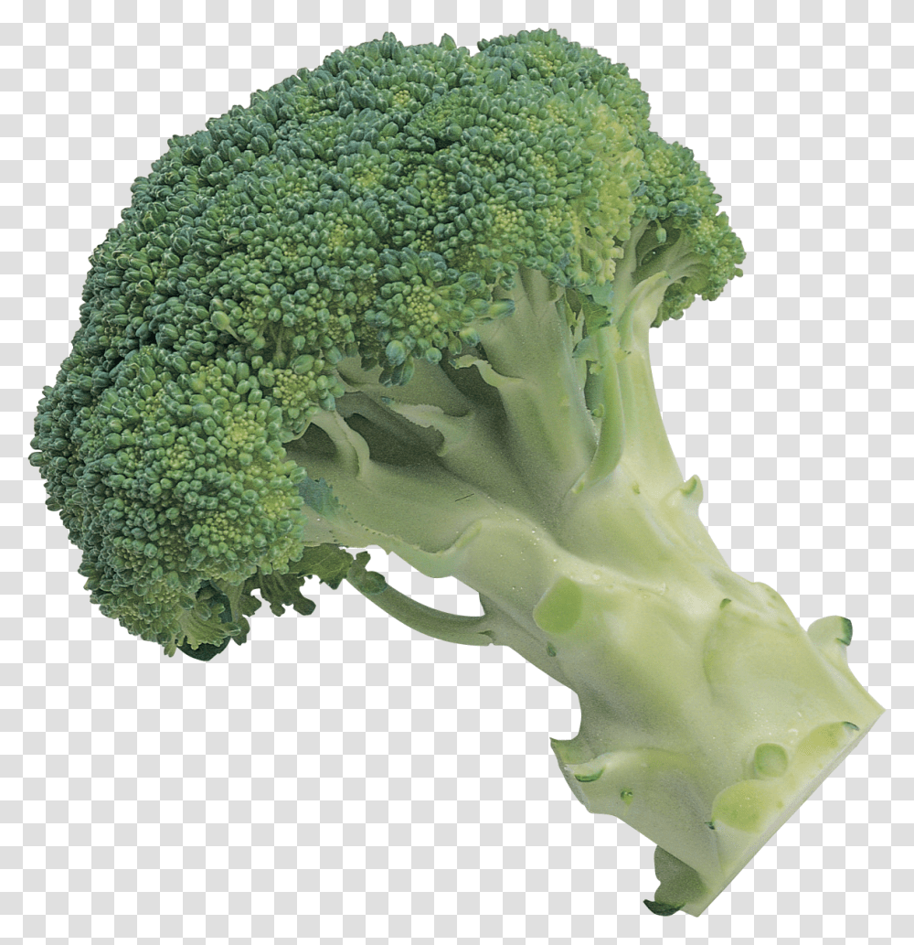 Broccoli, Vegetable, Plant, Food, Rug Transparent Png